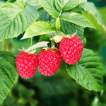 pote.frambuesa.1